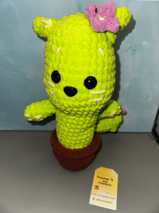 Potted Cat Cactus